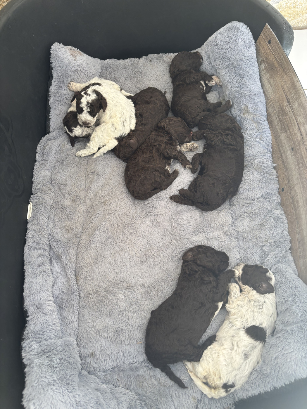 Chiot Lagotto Romagnolo Claire Robert