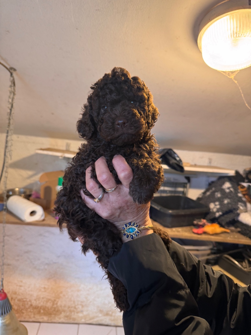 Claire Robert - Chiots disponibles - Lagotto Romagnolo