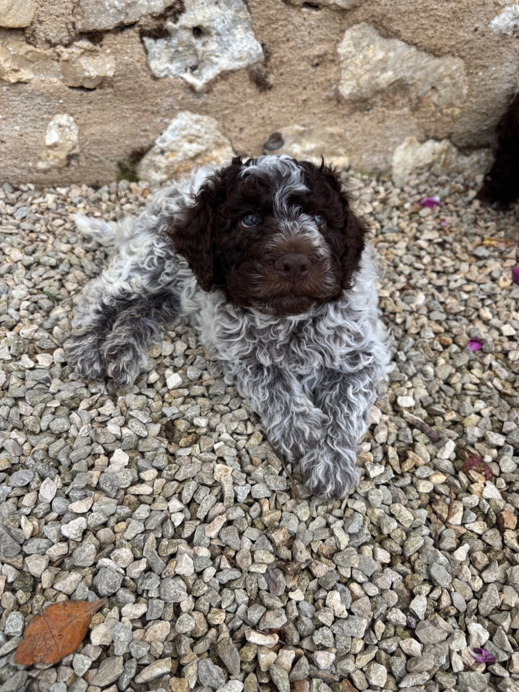 Claire Robert - Chiots disponibles - Lagotto Romagnolo