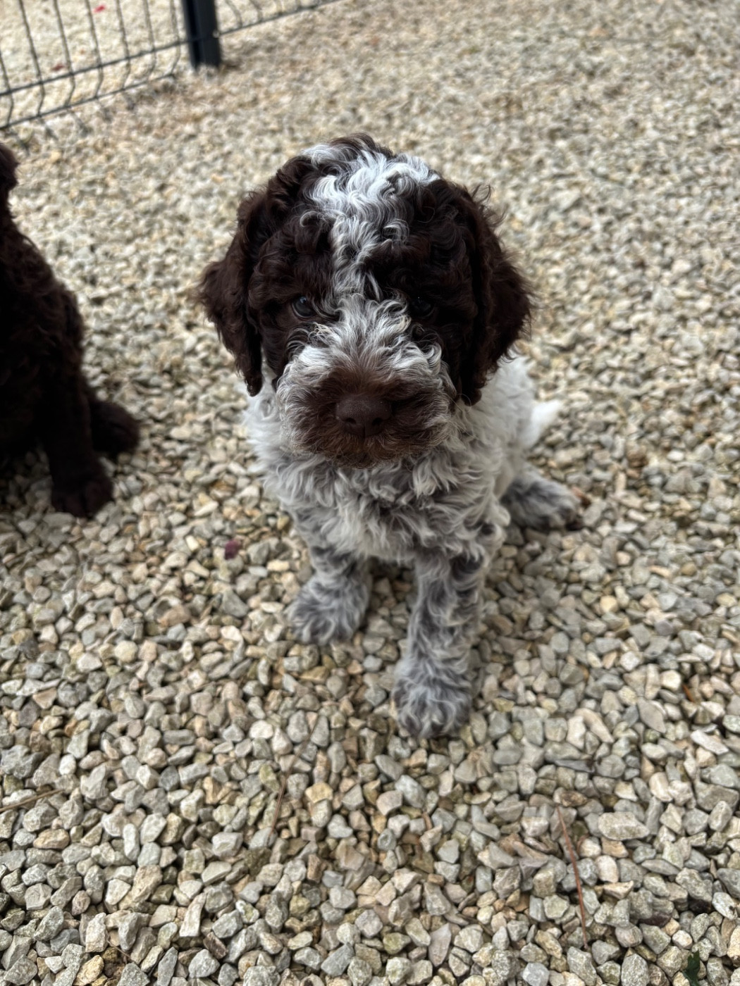 Claire Robert - Chiots disponibles - Lagotto Romagnolo